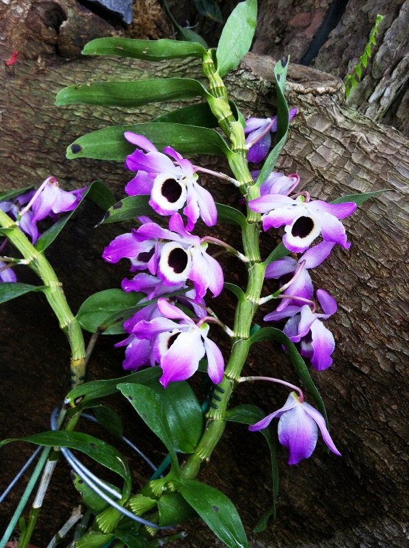 Orquídeas | GREENBOX