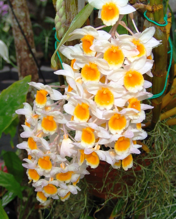 Orquídeas | GREENBOX