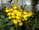 A_and_B_Larsen_orchids_-_Oncidium_Aloha_Dscn3512.jpg