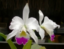 Cattleya_warneri.jpg