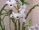 Dendrobium_anosmum_2.JPG