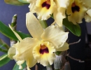 Dendrobium_nobile_hybrid.jpg