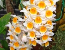 Dendrobium_thyrsiflorum.jpg