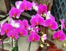 Phalaenopsis.sp01.jpg