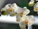 Phalaenopsis_cultivar_2-01-2010_14-16-20.jpg