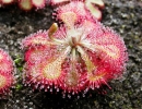 Drosera_spatulata_KansaiHabit.jpg