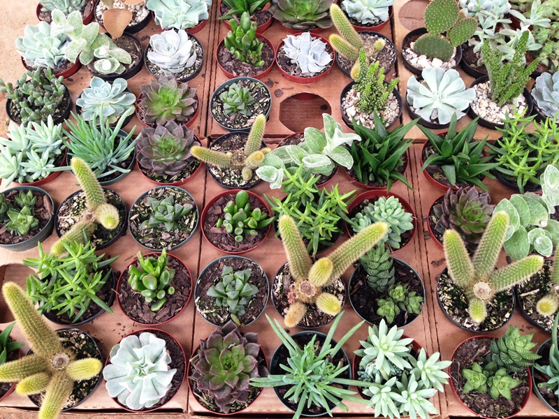 Suculentas e Cactos | GREENBOX